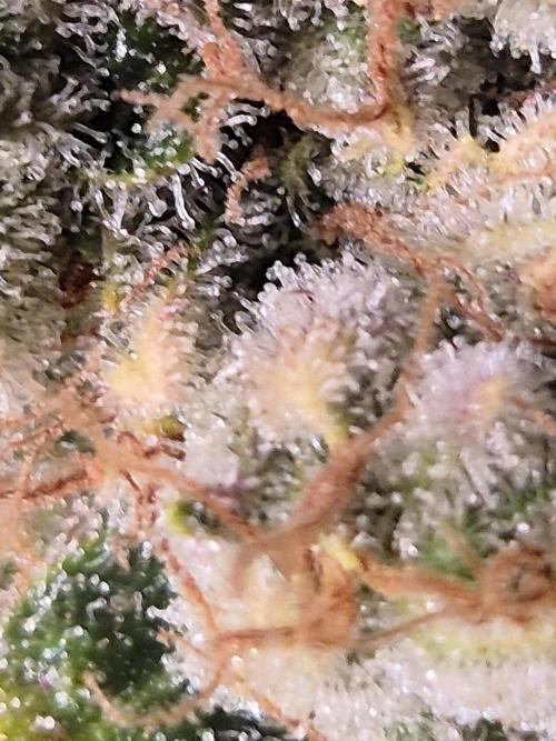 GTools Orange bud auto. Week 10