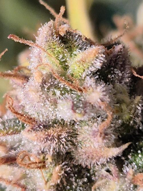 GTools Orange bud auto. Week 10