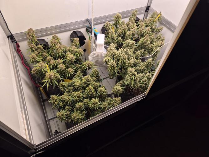 GTools Orange bud auto. Week 10