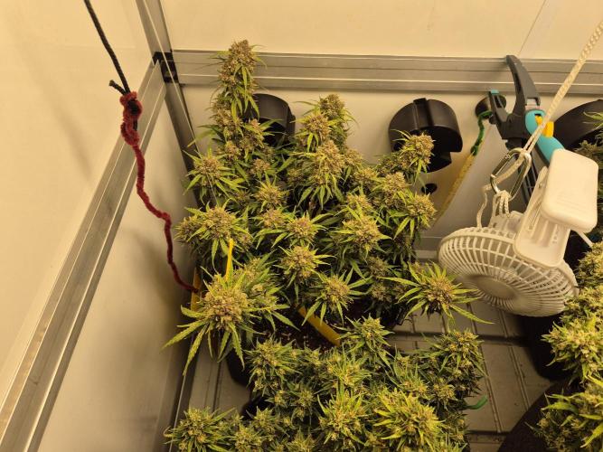 GTools Orange bud auto. Week 10