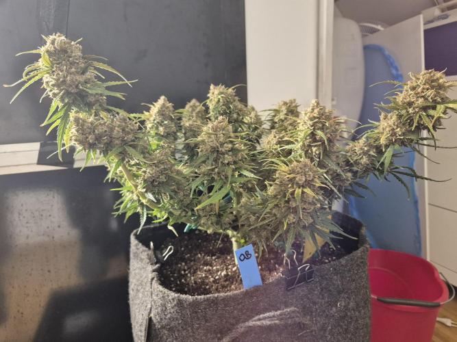 GTools Orange bud auto. Week 10