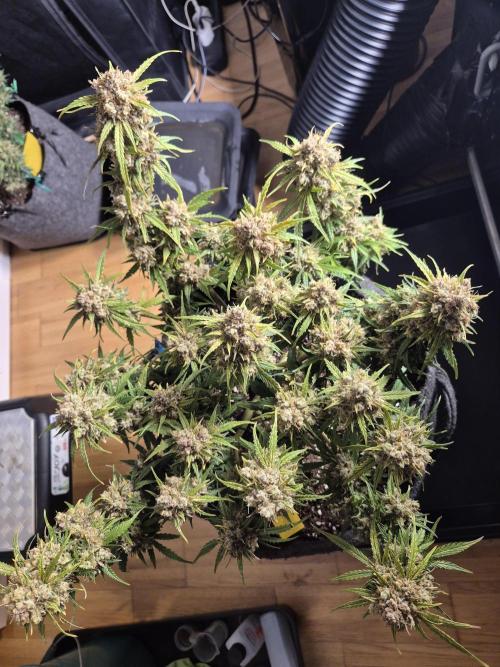 GTools Orange bud auto. Week 10