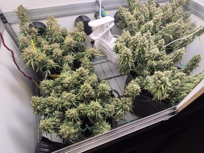 GTools Orange bud auto. Week 11