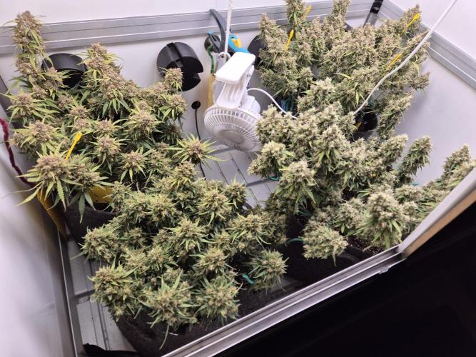 GTools Orange bud auto. Week 11