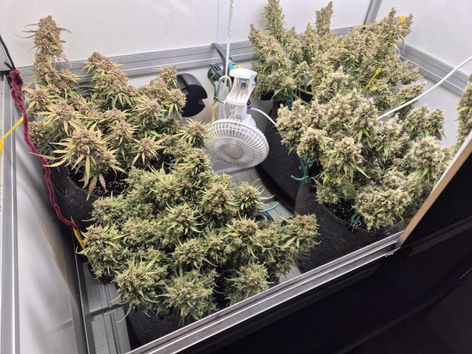 GTools Orange bud auto. Week 12