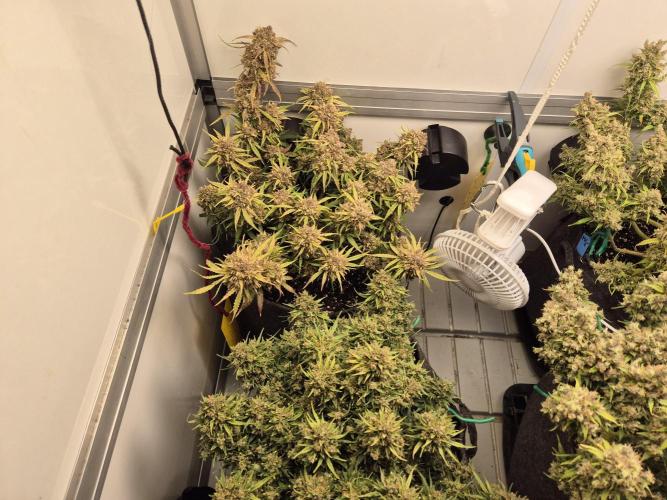 GTools Orange bud auto. Week 12