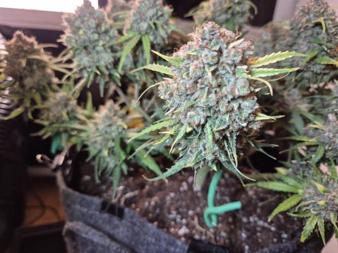 GTools Orange bud auto. Week 12