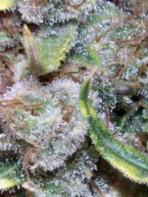 GTools Orange bud auto. Week 12