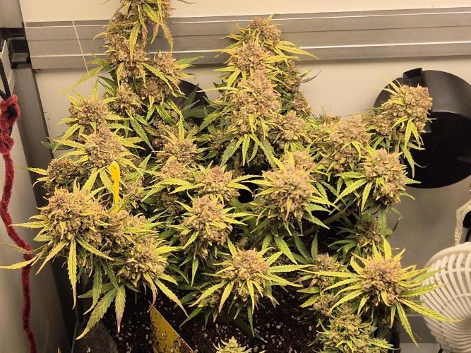 GTools Orange bud auto. Week 12