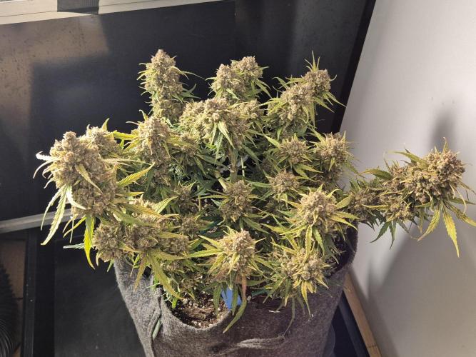 GTools Orange bud auto. Week 12