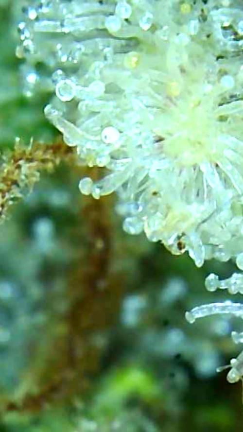 GTools Orange bud auto. Week 12