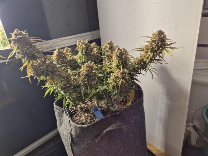 GTools Orange bud auto. Week 12