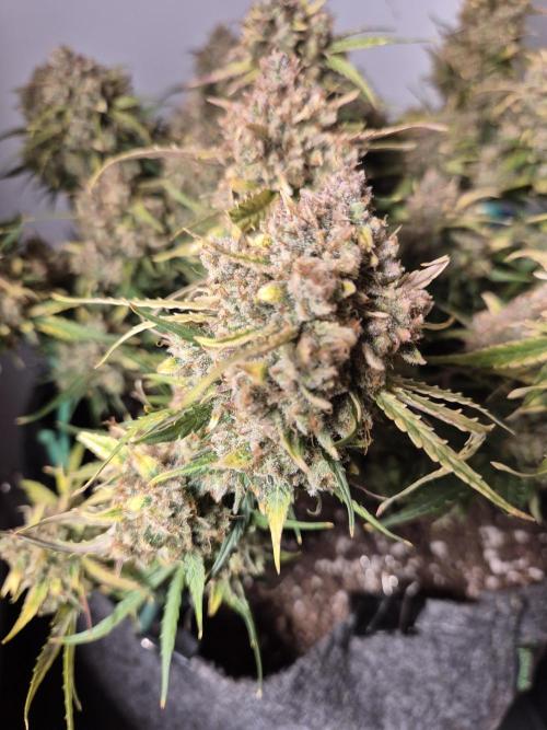 GTools Orange bud auto. Week 12