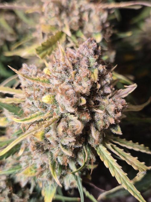 GTools Orange bud auto. Week 12