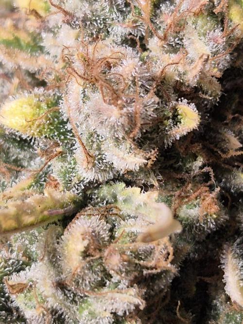 GTools Orange bud auto. Week 12