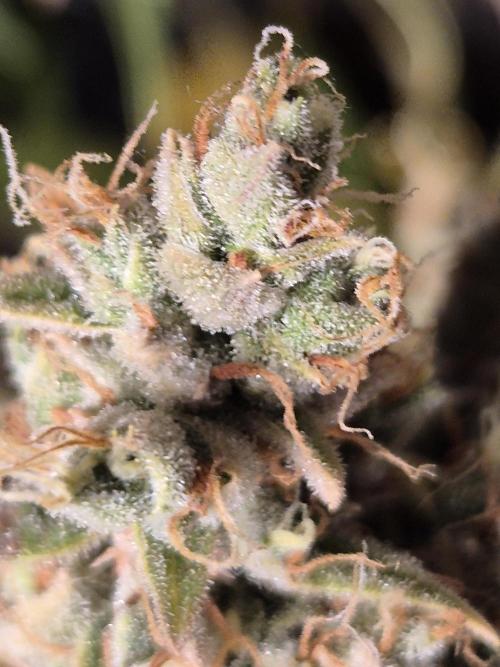 GTools Platinum Mimosa Cookies XL. Week 13