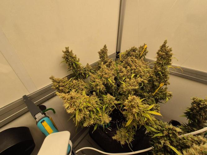 GTools Platinum Mimosa Cookies XL. Week 13