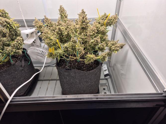 GTools Platinum Mimosa Cookies XL. Week 13