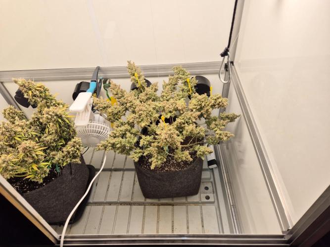 GTools Platinum Mimosa Cookies XL. Week 13