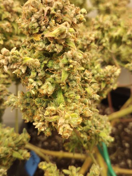 GTools Platinum Mimosa Cookies XL. Week 13