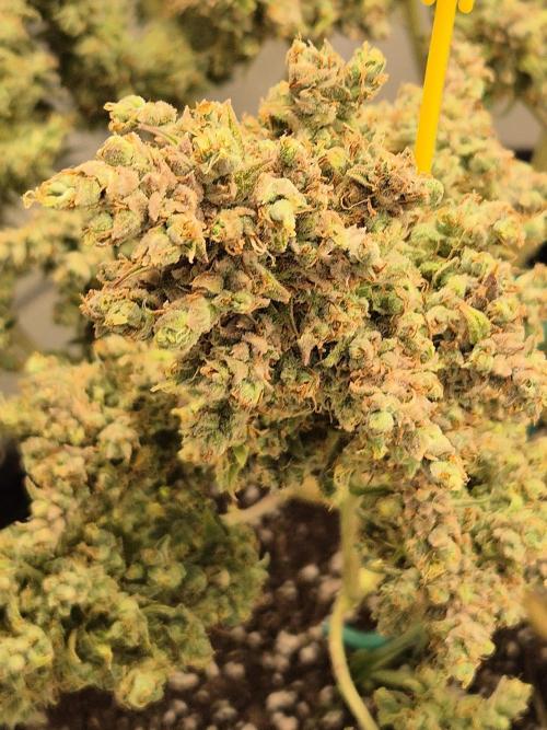 GTools Platinum Mimosa Cookies XL. Week 13