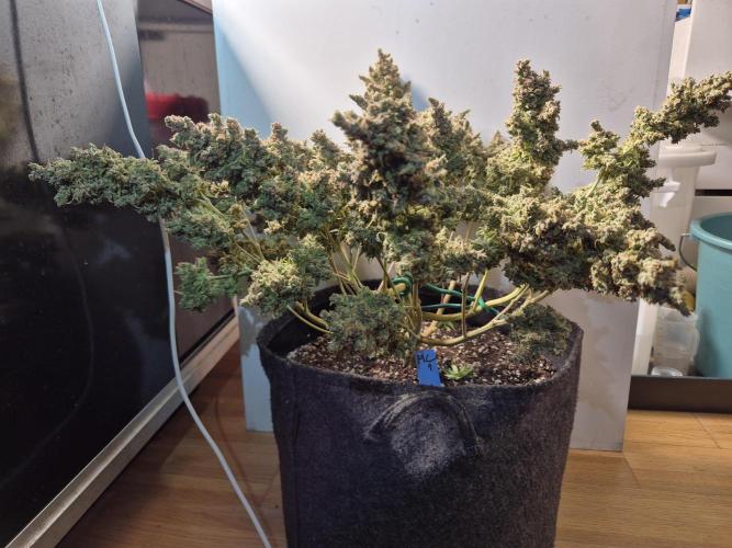 GTools Platinum Mimosa Cookies XL. Week 13