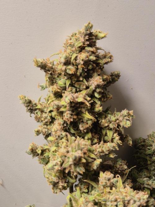 GTools Platinum Mimosa Cookies XL. Week 13