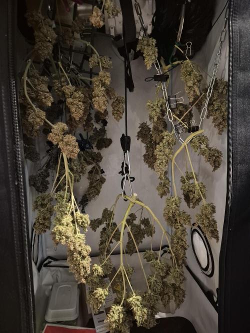 GTools Platinum Mimosa Cookies XL. Week 13