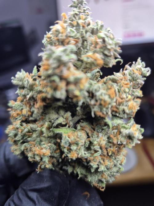 GTools Platinum Mimosa Cookies XL. Week 13