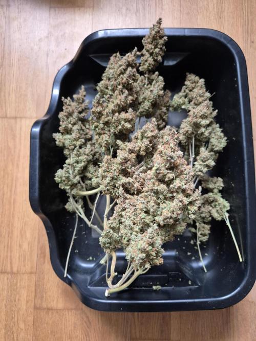 GTools Platinum Mimosa Cookies XL. Week 13