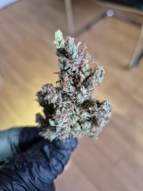 GTools Platinum Mimosa Cookies XL. Week 13