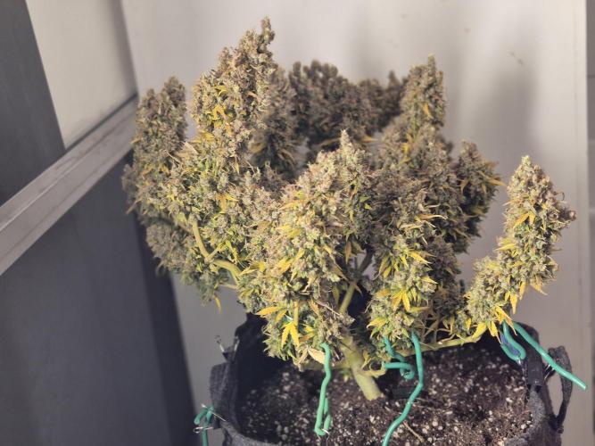 GTools Platinum Mimosa Cookies XL. Week 13