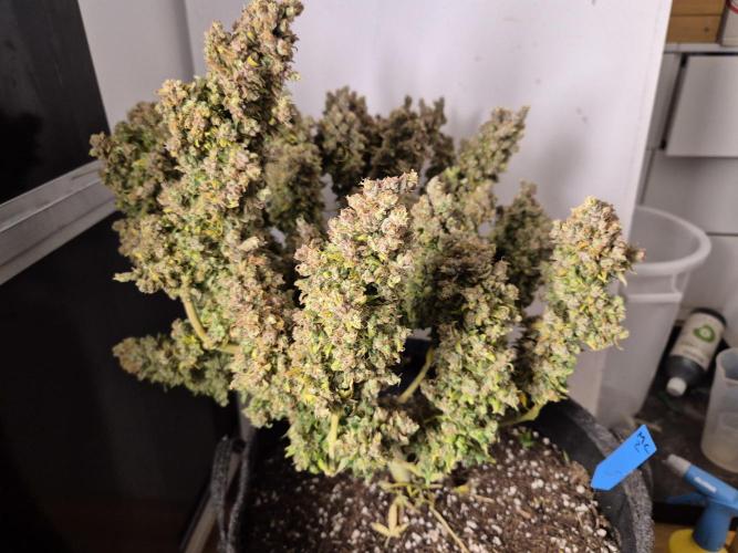 GTools Platinum Mimosa Cookies XL. Week 13