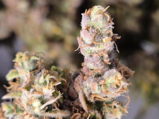 GTools Platinum Mimosa Cookies XL. Week 13