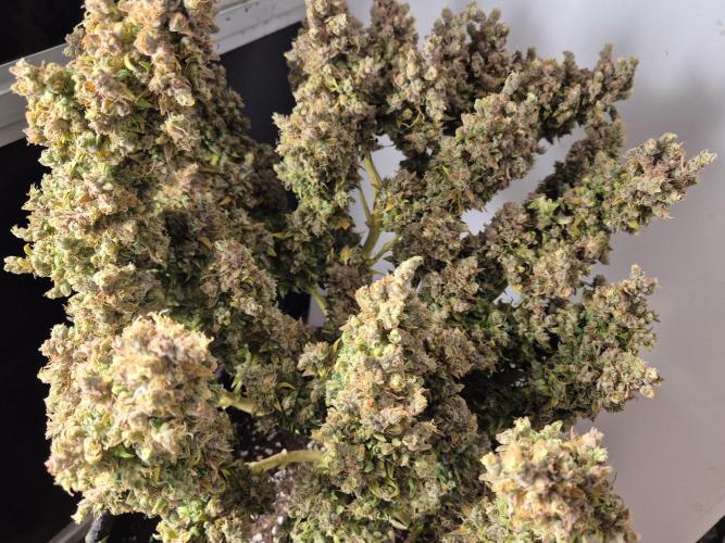 GTools Platinum Mimosa Cookies XL. Week 13