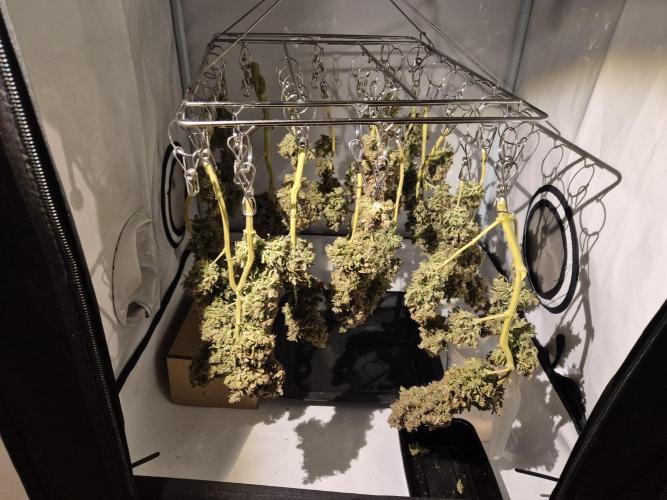 GTools Platinum Mimosa Cookies XL. Week 13