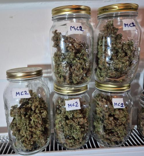 GTools Platinum Mimosa Cookies XL. Week 13 - MC2 130g