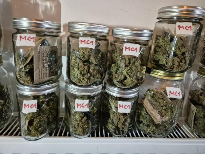 GTools Platinum Mimosa Cookies XL. Week 13 - MC1 134.55g