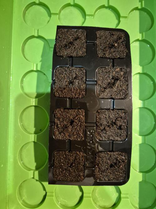 Gtools Cherry Cola Auto  RF3. Week 0