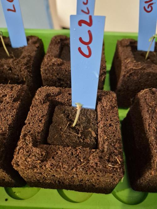 Gtools Cherry Cola Auto  RF3. Week 0