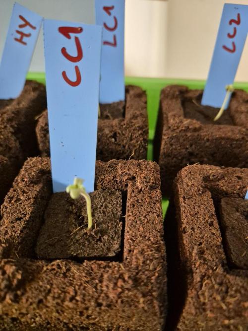 Gtools Cherry Cola Auto  RF3. Week 0