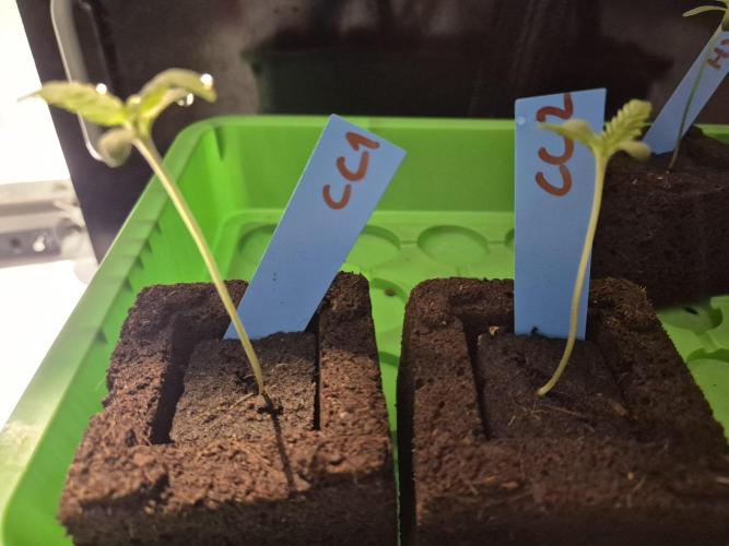 Gtools Cherry Cola Auto  RF3. Week 0