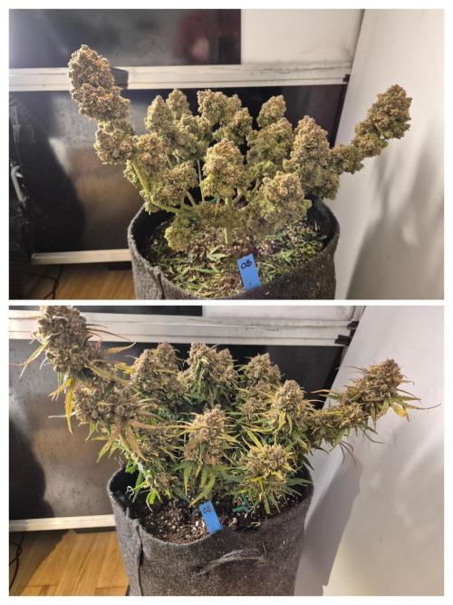 GTools Orange bud auto. Week 13