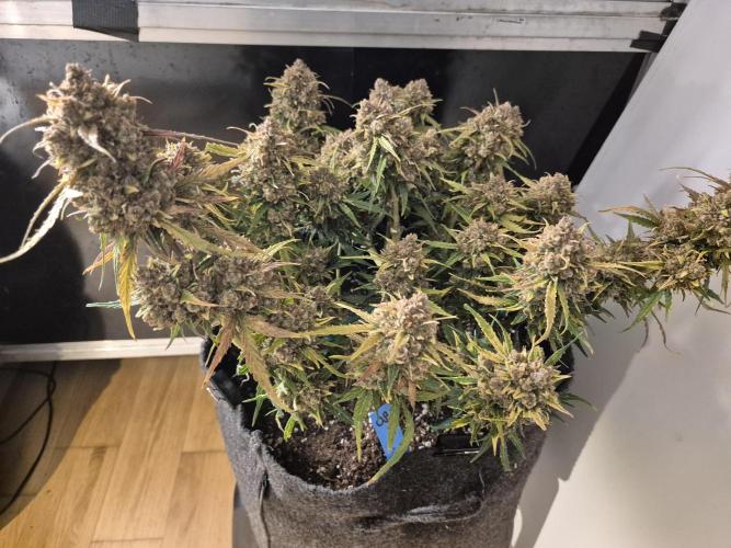 GTools Orange bud auto. Week 13