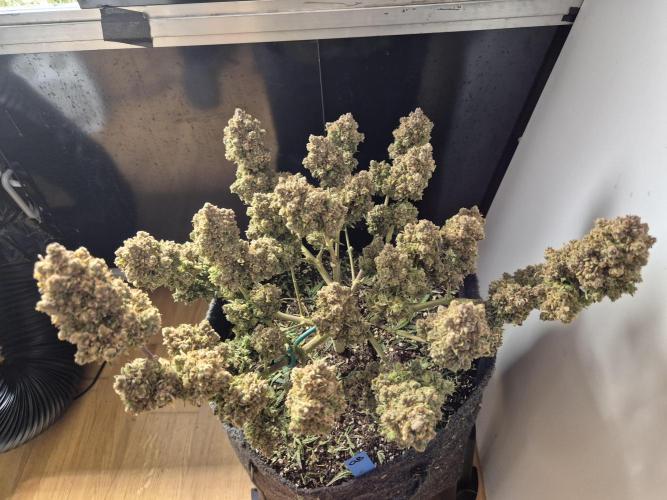 GTools Orange bud auto. Week 13