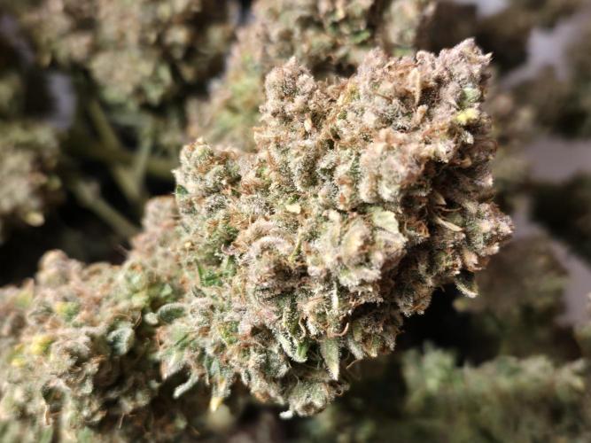 GTools Orange bud auto. Week 13