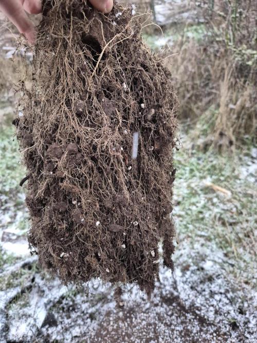 GTools Orange bud auto. Week 13