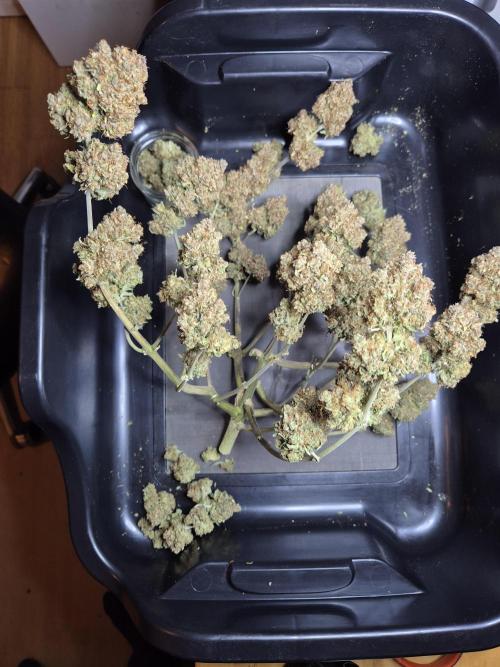 GTools Orange bud auto. Week 13