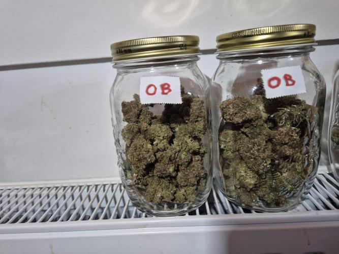 GTools Orange bud auto. Week 13