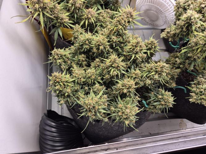 GTools Strawberry banana. Week 13